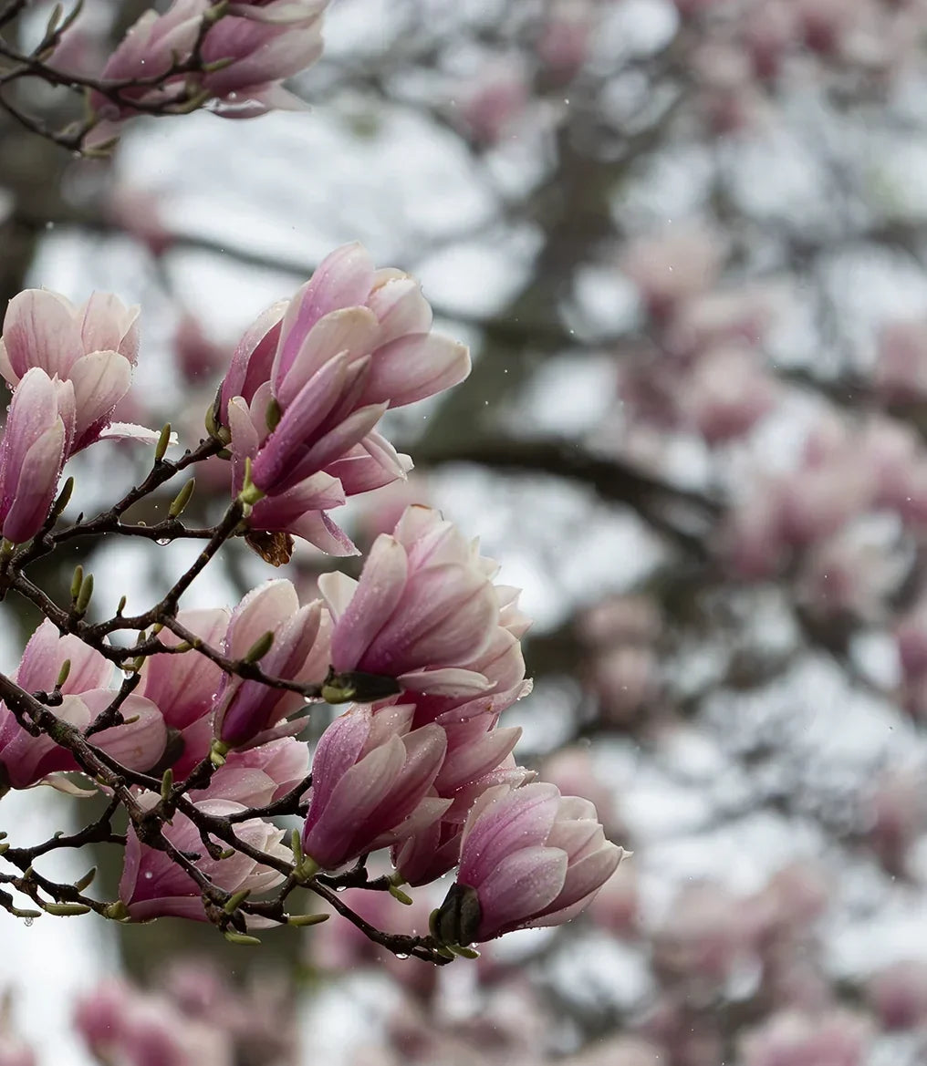 Learning the Seasons Anew
