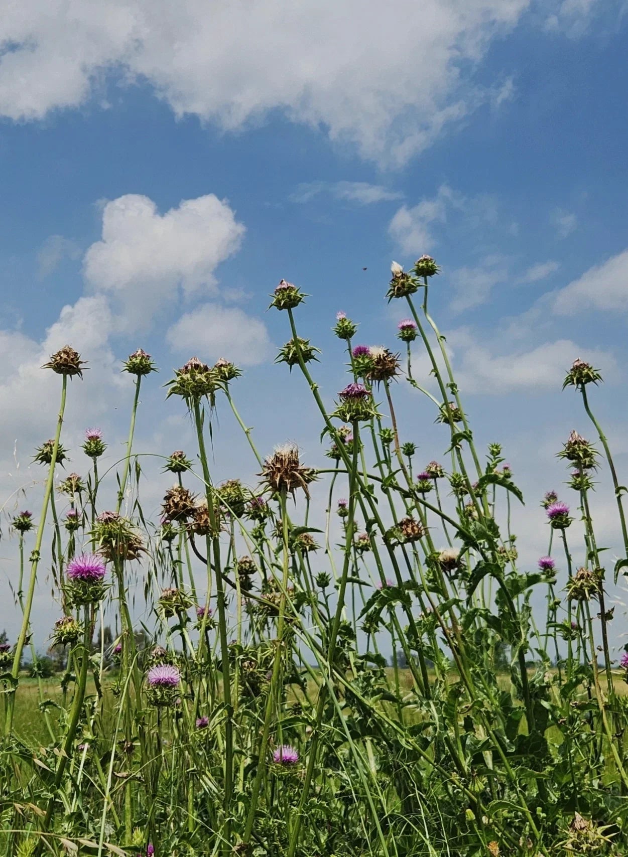 Guide To Natural Retinols: A Softer Path To Renewal