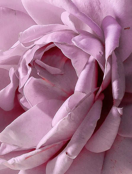 Rose hip oil is rich in essential fatty acids and vitamin A. It restores the skin's natural luminosity.